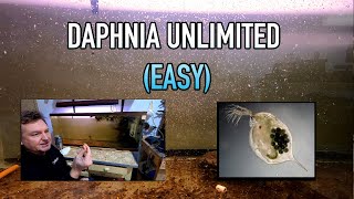 How I Raise Daphnia Water Fleas And You Can Too [upl. by Evangelia927]