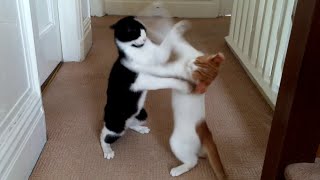 Cats Play Fighting [upl. by Lowery]