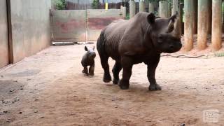 Andazi and Calf Rhino Romp at the Corral [upl. by Silsby]