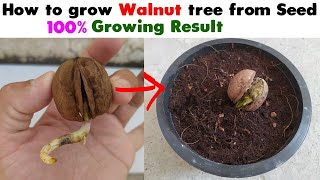 How to Grow Walnut Tree from Seed at home Easy Process DIY [upl. by Jeannie43]