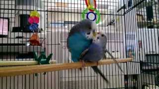 Parakeets mating budgies mating [upl. by Marcie]