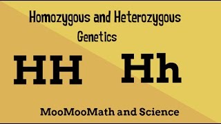 Homozygous vs Heterozygous Genotype [upl. by Alpheus]