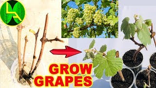 How to grow grape plants at home  Easy and fast way [upl. by Ainattirb]