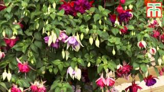 Fabulous Giant Flowering Fuchsias with Thompson amp Morgan [upl. by Eilojne665]