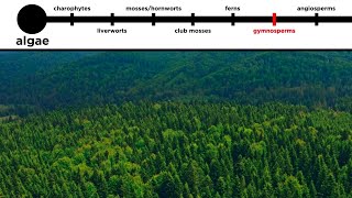 Gymnosperms LongDistance Pollination [upl. by Berman]