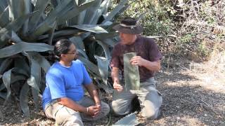 AGAVE plants many uses [upl. by Ravel]