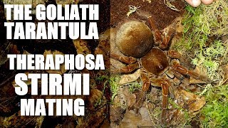 Pairing Theraphosa stirmi [upl. by Nnaxor]