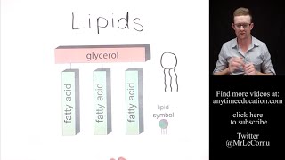 What are Lipids [upl. by Eelynnhoj]