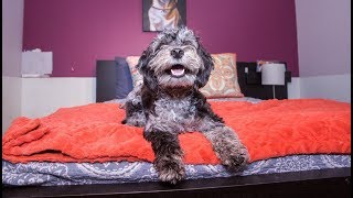 Inside New York’s Luxury Hotel  For Dogs [upl. by Crysta]