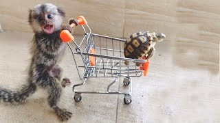 Very adorable tiny marmoset monkey [upl. by Sarah]