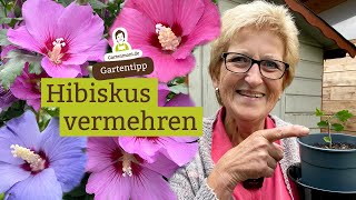 Hibiskus vermehren  Wie geht das [upl. by Noired]