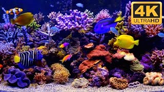 4K Aquarium Video  4K TV Screensaver [upl. by Hafeenah]