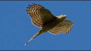 Sparrowhawk Bird Call Bird Song [upl. by Ong]