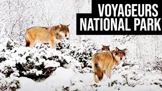 Voyageurs National Park  Tracking the Gray Wolf [upl. by Htrahddis]