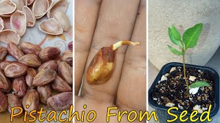 How To Grow Pistachio Seed  Easiest Method Of Growing Pistachio Seed Step By Step [upl. by Eiramaliehs]