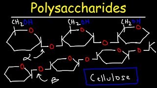 Polysaccharides  Starch Amylose Amylopectin Glycogen amp Cellulose  Carbohydrates [upl. by Eenitsed326]