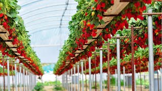 Awesome Hydroponic Strawberries Farming  Modern Agriculture Technology  Strawberries Harvesting [upl. by Evonne]