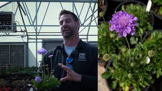 Scabiosa Flutter Deep Blue Pincushion Flower [upl. by Ojyma]