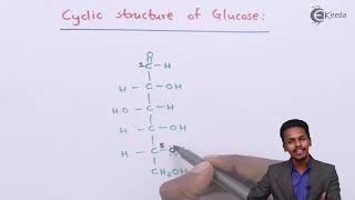 Cyclic Structure of Glucose  Biomolecules  Chemistry Class 12 [upl. by Naam]