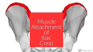 Muscle Attachment of Iliac Crest [upl. by Linnie]