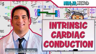 Cardiovascular  Electrophysiology  Intrinsic Cardiac Conduction System [upl. by Cinamod]