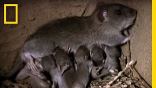 Momma Rat 15000 Babies a Year  National Geographic [upl. by Leunas683]