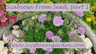 Scabiosa From Seed Part 1 [upl. by Eatnom531]