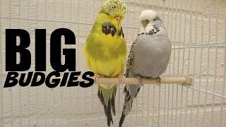 Big Budgies [upl. by Ymme662]