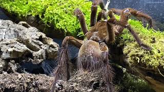 Theraphosa stirmi Breeding the TITANS [upl. by Trutko]