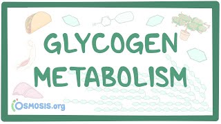 Glycogen metabolism [upl. by Coster754]