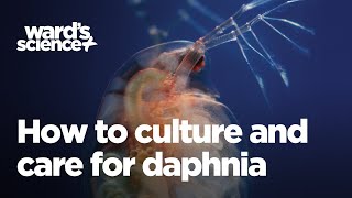 Caring and Culturing for Daphnia [upl. by Sydalg]