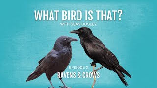 What bird is that Ravens amp Crows [upl. by Beetner]