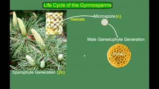 Gymnosperm Pine Life Cycle [upl. by Ellinehc]