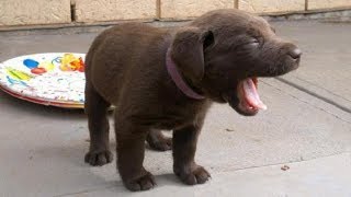 Cute Puppies Howling  GUARANTEED TO MAKE YOUR DOG HOWL 2018 [upl. by Danette170]