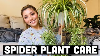 HOW TO PROPAGATE SPIDER PLANTS  SPIDER PLANT CARE [upl. by Lledrac842]