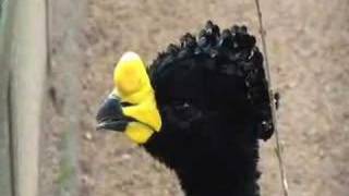 Yellow knobbed curassow singing [upl. by Ainez514]