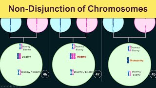 NonDisjunction of chromosomes  Trisomy Monosomy amp Disomy [upl. by Erodavlas]