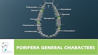 PORIFERA GENERAL CHARACTERS [upl. by Yenor]