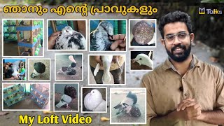 ഞാനും എന്റെ പ്രാവുകളുംl My Loft Video l GADITANO POUTER l LOFT VIDEO l Me Talks l metalks metalks [upl. by Yaker]