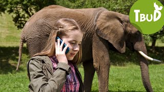 Dickhäuter Folge 6  Tiere bis unters Dach [upl. by Pamella]