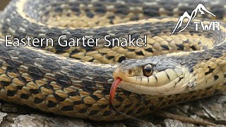 The Eastern Garter Snake Everything You Need To Know [upl. by Einneg]