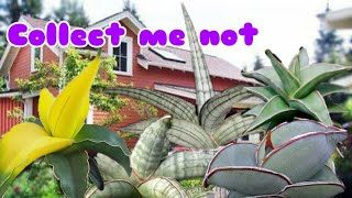 11 Sansevieria varieties Snake plantsWishlist varieties [upl. by Notnyw]