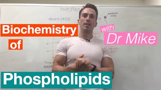 Phospholipids  Biochemistry [upl. by Aderb536]