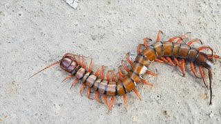 Centipede  Jamaican Forty Leg [upl. by Strenta22]