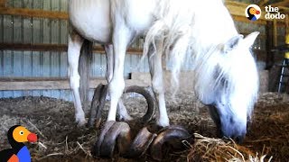 Horse With Overgrown Hooves Rescued From Barn  The Dodo [upl. by Eetsirhc]