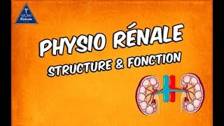 Physiologie rénale  Structure et fonctions [upl. by Attelahs]