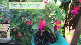 Grow Fuchsia From Cutting with updates [upl. by Knoll997]