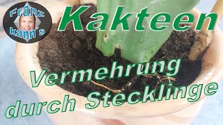 Kakteen durch Stecklinge vermehren [upl. by Hunsinger]