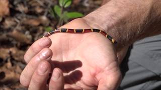 Snake Safari in Uganda wildlife documentary by Living Zoology [upl. by Kaltman552]