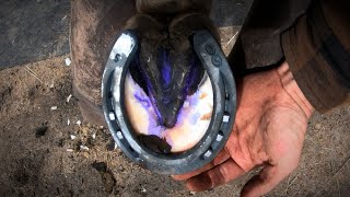 Horse Hoof ABSCESS  How I HELP Him RECOVER  HORSESHOEING [upl. by Eerrehs918]